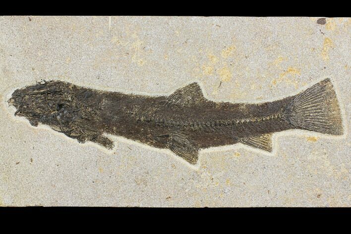 Notogoneus Fossil Fish (Scarce Species) - Wyoming #144004